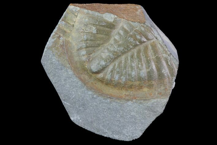 Partial Ogyginus Cordensis - Classic British Trilobite #75915